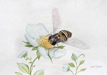 Bee In Watercolor | Obraz na stenu