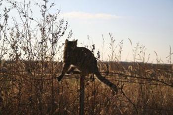 Cats on Fence | Obraz na stenu