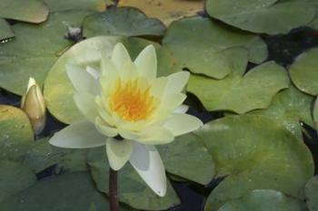 Pond Lily - White | Obraz na stenu