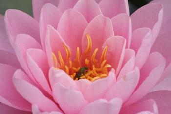 Pond Lily Fly In Pink Lily | Obraz na stenu