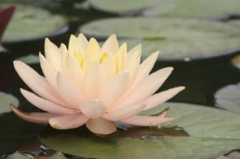 Pond Lily Peach Lily In Pads | Obraz na stenu