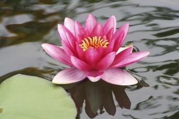Pond Lily Purple Lily Reflecting | Obraz na stenu