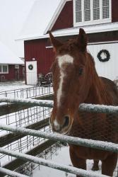 Horse in Winter | Obraz na stenu