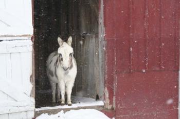 White Pony | Obraz na stenu