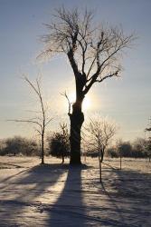 Winter Sun Behind Old Tree | Obraz na stenu