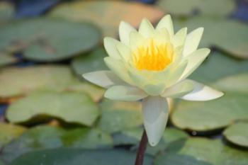 Pond Lily | Obraz na stenu