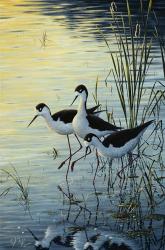 Elegant Trio - Blacknecked Stilts | Obraz na stenu