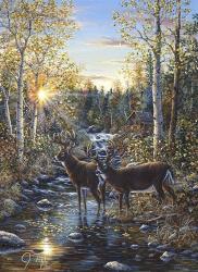 Whitetail Deer | Obraz na stenu