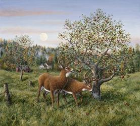 Whitetails Under The Apple Tree | Obraz na stenu