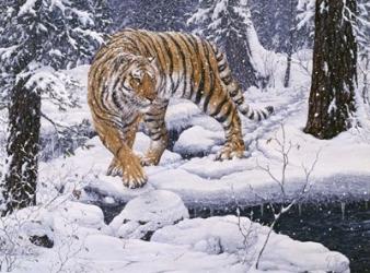 Silent Hunter- Siberian Tiger | Obraz na stenu