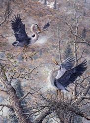 Nesting Time - Great Blue Herons | Obraz na stenu