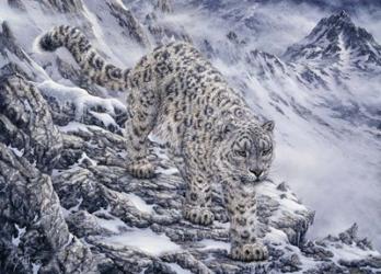 Snow Leopard | Obraz na stenu