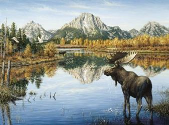 Bull Moose | Obraz na stenu