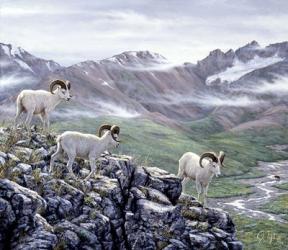 Dall Sheep At Denali | Obraz na stenu