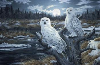 Snowy Owls | Obraz na stenu