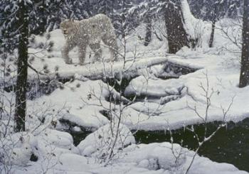 Canadian Lynx & Snowshoe Hare | Obraz na stenu