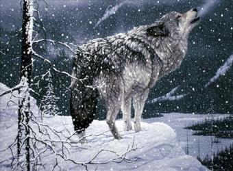 Lone Wolf | Obraz na stenu