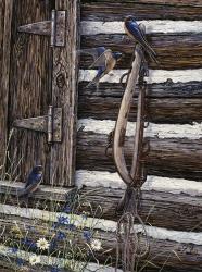 Barn Swallows | Obraz na stenu