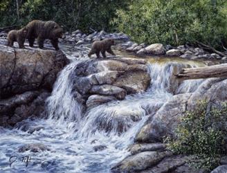 Entiat Falls-Grizzly Family | Obraz na stenu