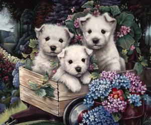 Lovable Westies | Obraz na stenu