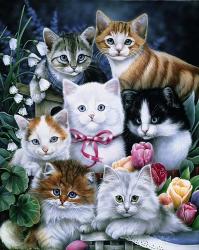 Kittens | Obraz na stenu