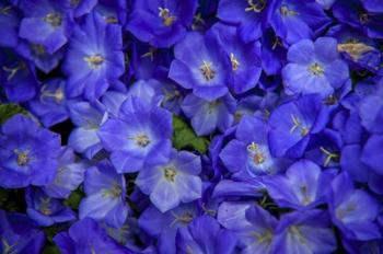 Blue Bells Carpet at Amsterdam Floral Market | Obraz na stenu