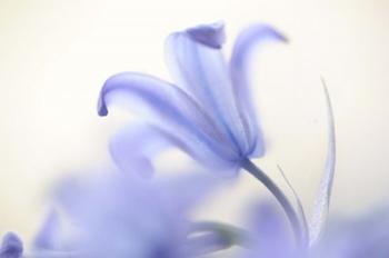 Blue Light Wild Hyacinth | Obraz na stenu