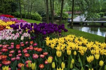 Colorful Corner Keukenhof Tulips Garden 1 | Obraz na stenu