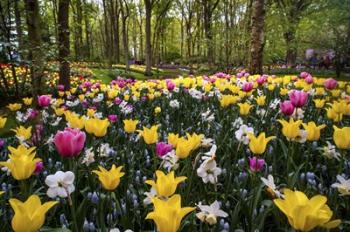 Colorful Corner Keukenhof Tulips Garden 2 | Obraz na stenu