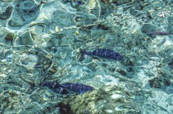 Maldives Fishes in the Clear Water 1 | Obraz na stenu