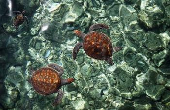Sea Turtles in Crystal Water | Obraz na stenu