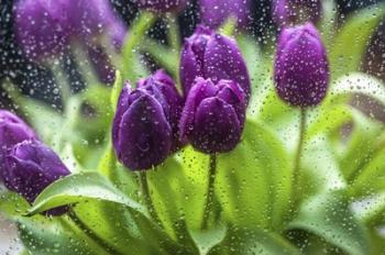 Purple Tulips in Rain | Obraz na stenu