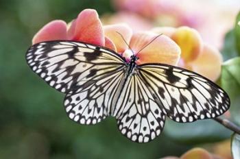 Paper Kite Tropical Butterfly 1 | Obraz na stenu