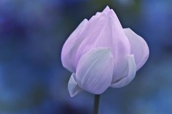 Tender Morning with Lotus | Obraz na stenu