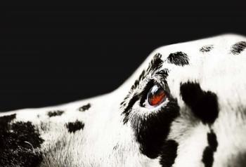 The Amber Eye of Dalmatian Dog | Obraz na stenu