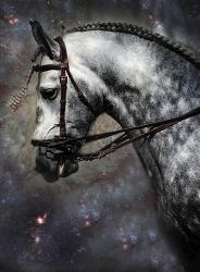 The Horse Among the Stars | Obraz na stenu
