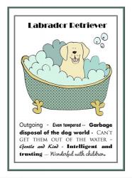 Labrador | Obraz na stenu