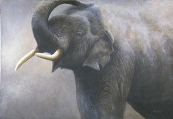 Asian Elephant Dusting | Obraz na stenu