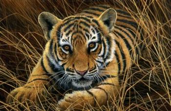 Tiger Cub | Obraz na stenu