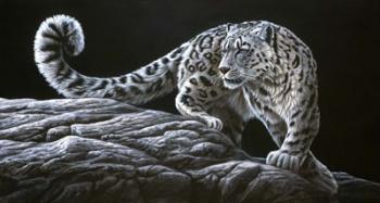 Snow Leopard | Obraz na stenu