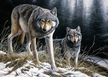 Over The Ridge Wolves | Obraz na stenu