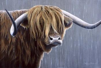 Highland Bull Rainy Day | Obraz na stenu