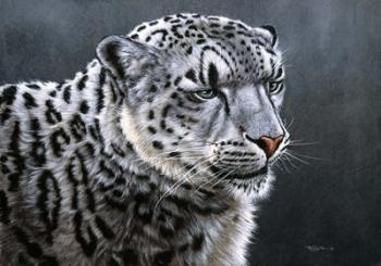 Snow Leopard | Obraz na stenu