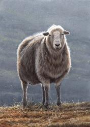 Herdwick Sheep | Obraz na stenu