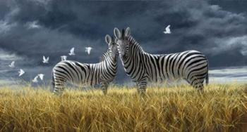 Coming Of Rain Zebra | Obraz na stenu