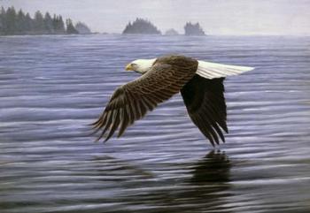 Low Flight Bald Eagle | Obraz na stenu