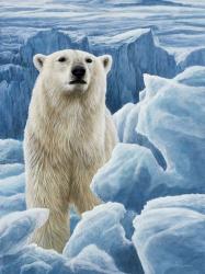Ice Bear Polar Bear | Obraz na stenu