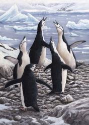 Chorus Chinstrap Penguins | Obraz na stenu