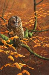 Autumn Tawny Owl | Obraz na stenu