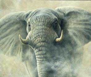 Storm Elephant | Obraz na stenu